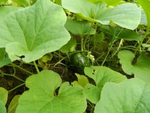 Melons are grown and harvested during rains