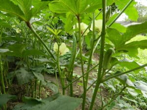 Manori Village lady finger