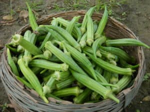 Manori Village Lady Finger