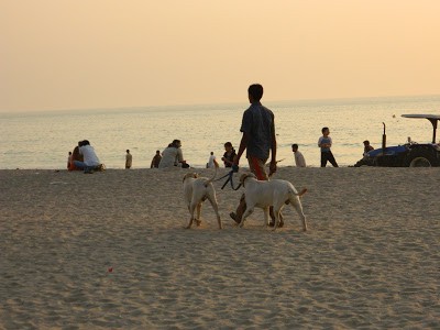 Man with Dogs on Juhu Beach Mumbai