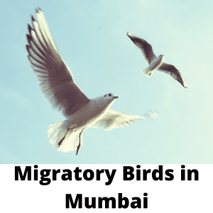 Migratory Birds in Mumbai