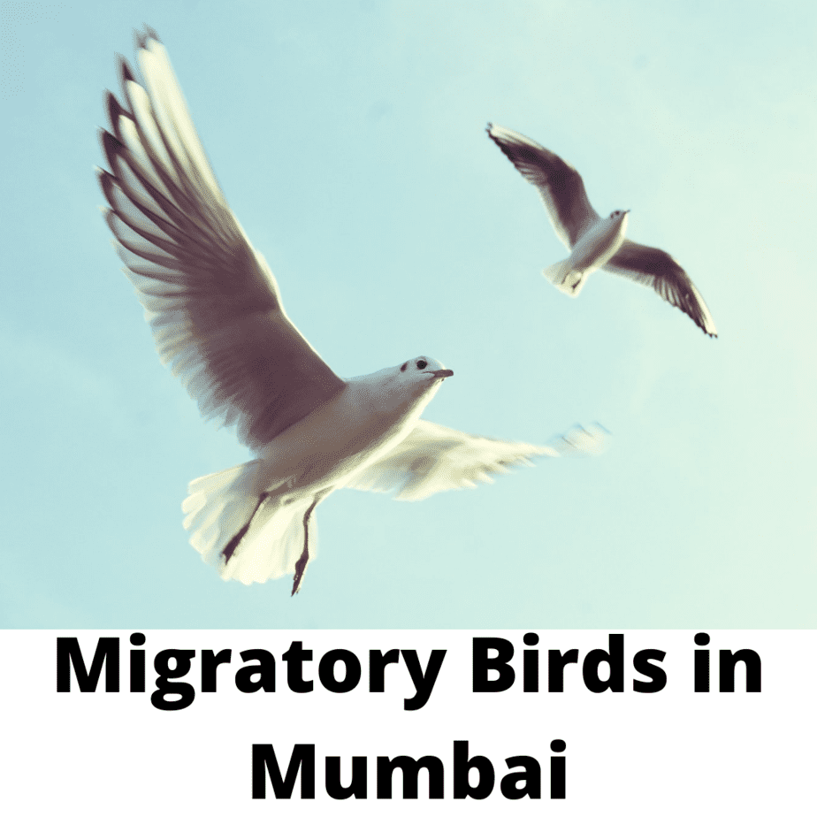 Migratory Birds in Mumbai