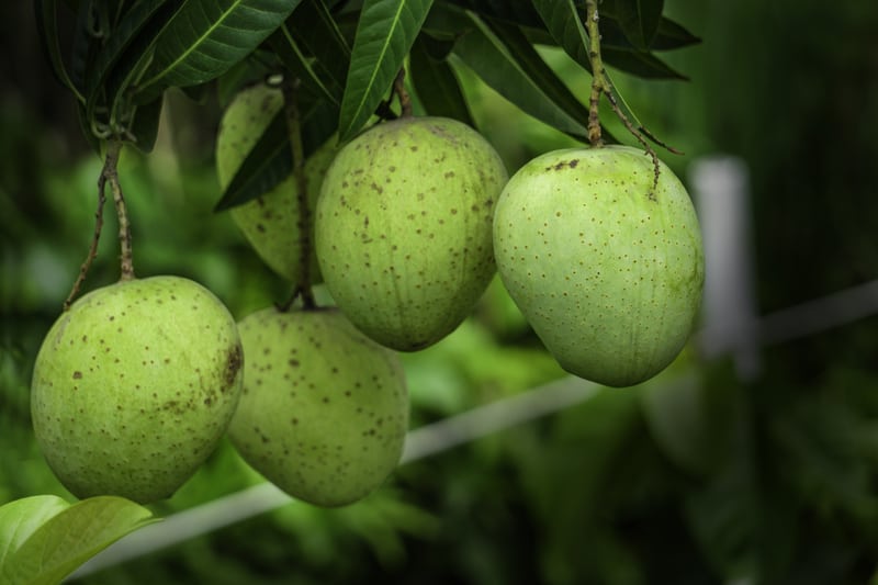 Himsagar mangoes from West Bengal