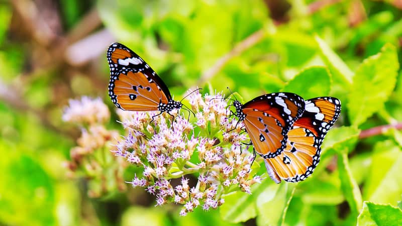 Elvis Butterfly Garden - Places to visit in Thane