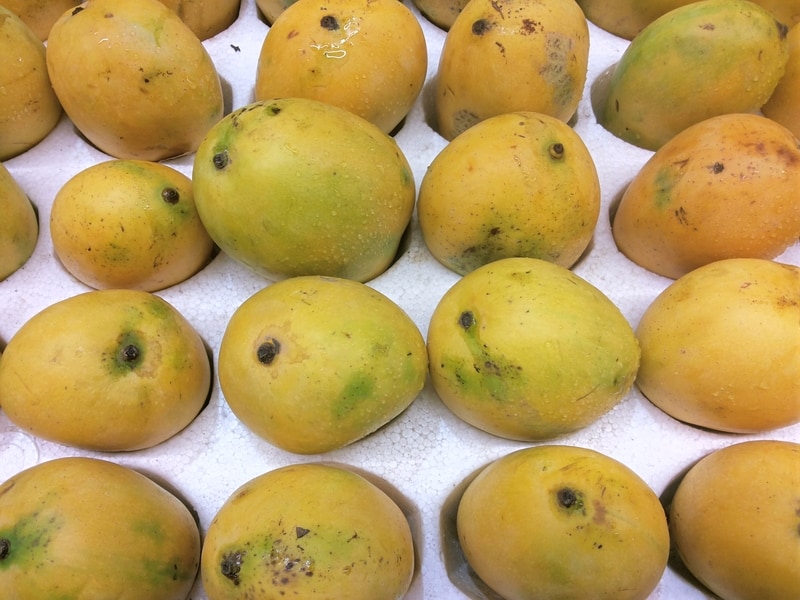 Safeda Mangoes from Andhra Pradesh