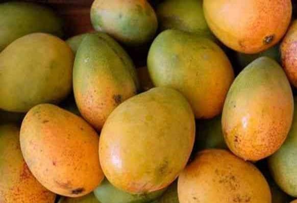 Mulgoba from Tamil Nadu