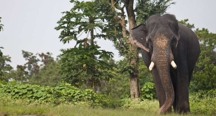 Mudumalai National Park