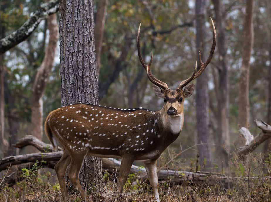 Mudumalai National Park