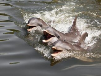 National Aquatic Animal of India