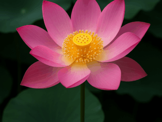 India Lotus