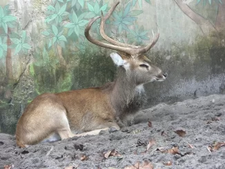 deer