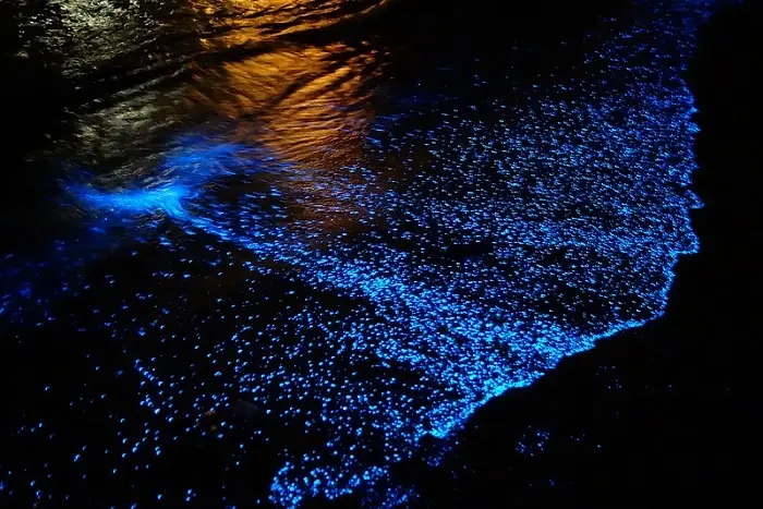 India Has Beaches That Glow at Night