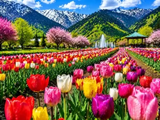 Kashmir Tulip season