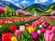 Kashmir Tulip season