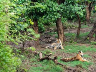India Tiger Safari