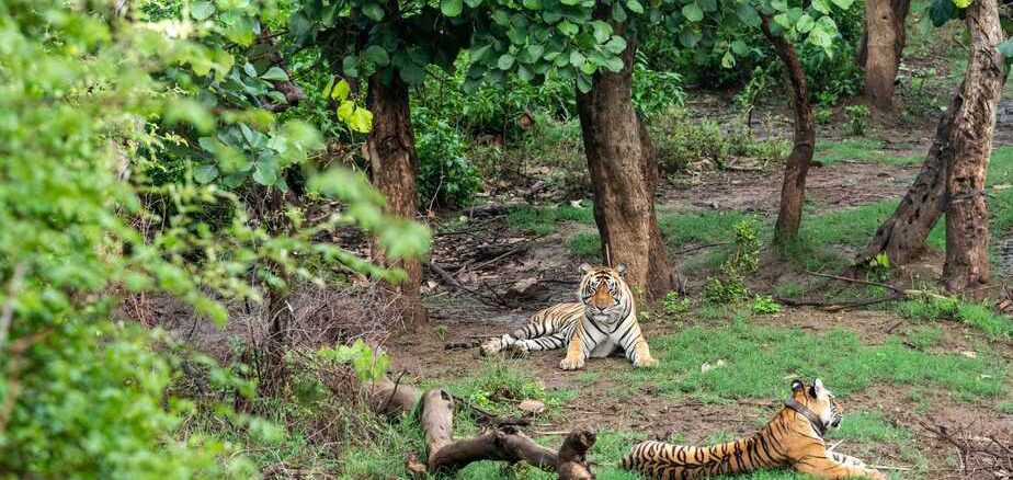 India Tiger Safari